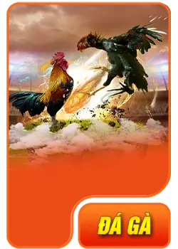 đá gà 555win